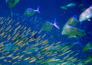 Screen Shot 2014-05-16 at 2.37.34 PM